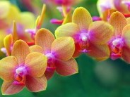 Európai Orchidea Kongresszus és Kiállítás