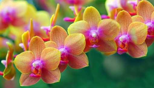Orchidea Show  - Európai Orchidea Kongresszus és Kiállítás